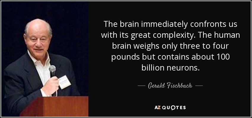 The brain immediately confronts us with its great complexity. The human brain weighs only three to four pounds but contains about 100 billion neurons. - Gerald Fischbach