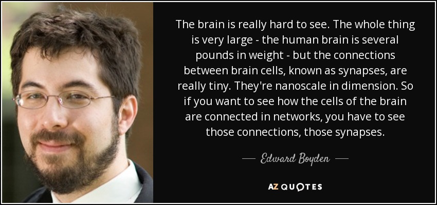 The brain is really hard to see. The whole thing is very large - the human brain is several pounds in weight - but the connections between brain cells, known as synapses, are really tiny. They're nanoscale in dimension. So if you want to see how the cells of the brain are connected in networks, you have to see those connections, those synapses. - Edward Boyden