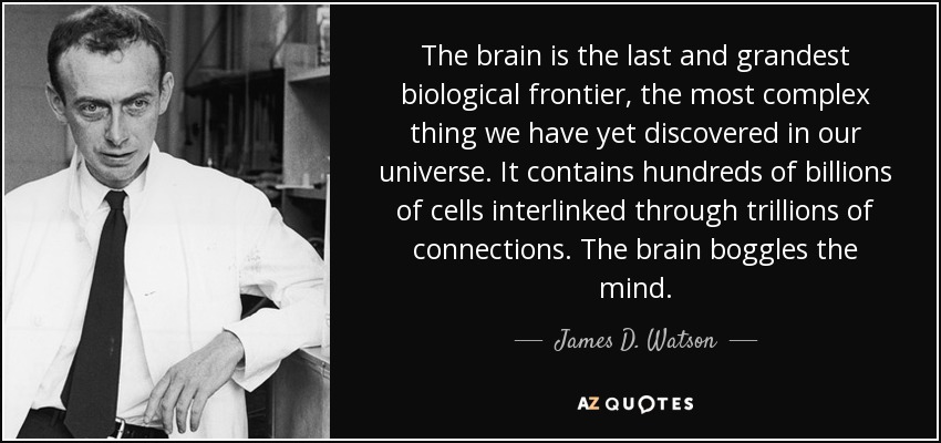 The brain is the last and grandest biological frontier, the most complex thing we have yet discovered in our universe. It contains hundreds of billions of cells interlinked through trillions of connections. The brain boggles the mind. - James D. Watson