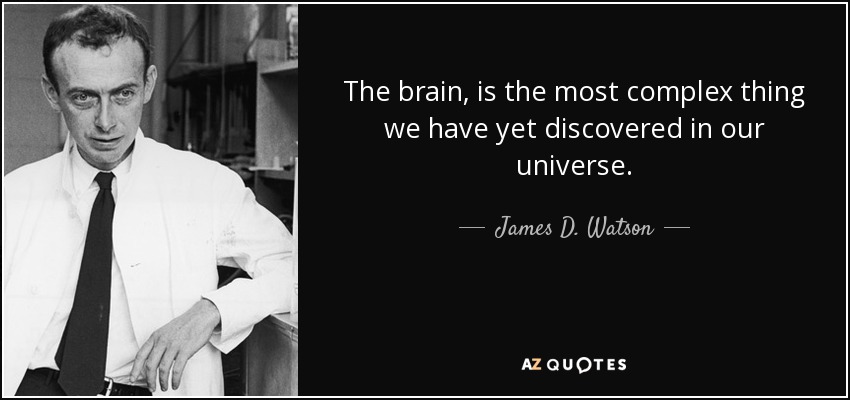 The brain, is the most complex thing we have yet discovered in our universe. - James D. Watson