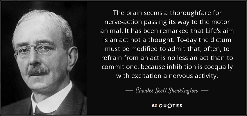 The brain seems a thoroughfare for nerve-action passing its way to the motor animal. It has been remarked that Life's aim is an act not a thought. To-day the dictum must be modified to admit that, often, to refrain from an act is no less an act than to commit one, because inhibition is coequally with excitation a nervous activity. - Charles Scott Sherrington