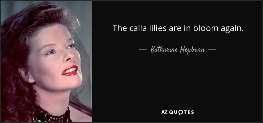 The calla lilies are in bloom again. - Katharine Hepburn