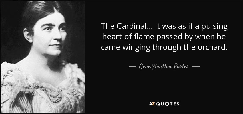 The Cardinal ... It was as if a pulsing heart of flame passed by when he came winging through the orchard. - Gene Stratton-Porter