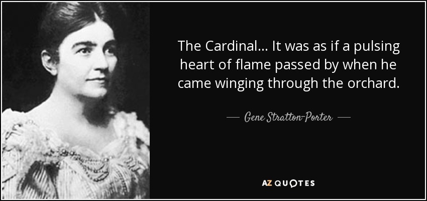 The Cardinal ... It was as if a pulsing heart of flame passed by when he came winging through the orchard. - Gene Stratton-Porter