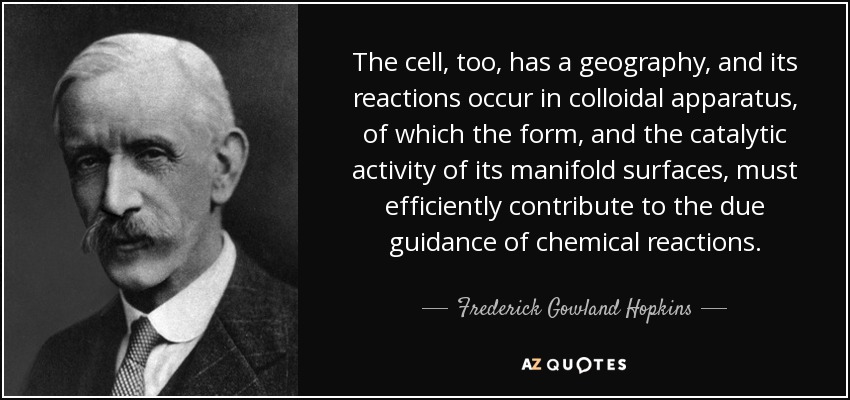 The cell, too, has a geography, and its reactions occur in colloidal apparatus, of which the form, and the catalytic activity of its manifold surfaces, must efficiently contribute to the due guidance of chemical reactions. - Frederick Gowland Hopkins