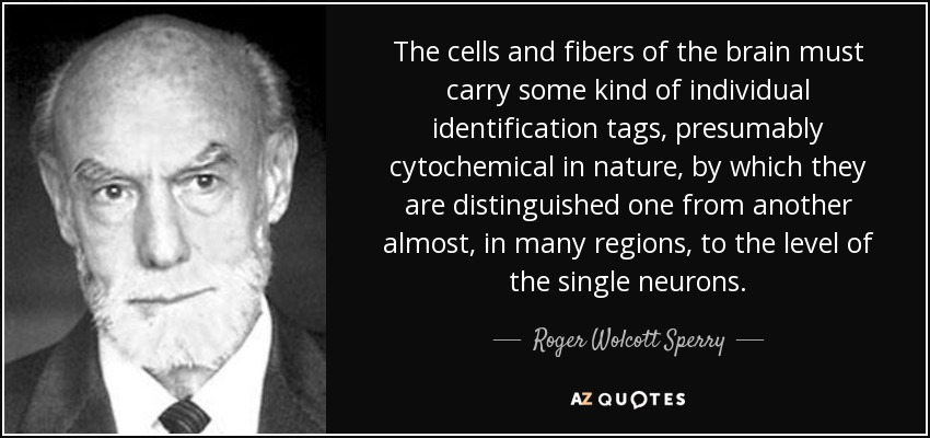 The cells and fibers of the brain must carry some kind of individual identification tags, presumably cytochemical in nature, by which they are distinguished one from another almost, in many regions, to the level of the single neurons. - Roger Wolcott Sperry