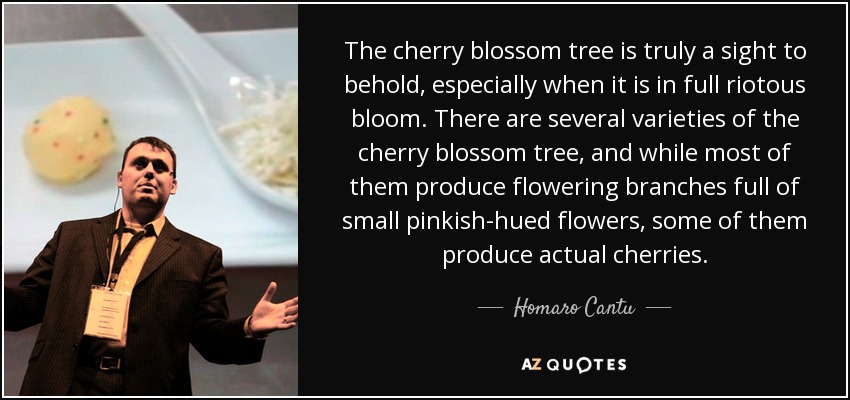 The cherry blossom tree is truly a sight to behold, especially when it is in full riotous bloom. There are several varieties of the cherry blossom tree, and while most of them produce flowering branches full of small pinkish-hued flowers, some of them produce actual cherries. - Homaro Cantu
