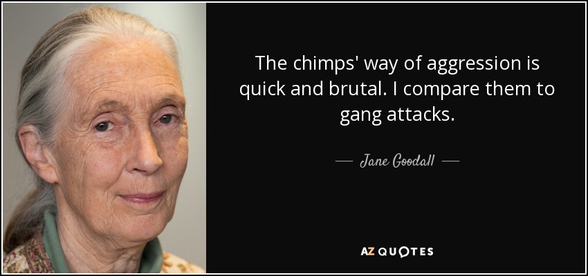 The chimps' way of aggression is quick and brutal. I compare them to gang attacks. - Jane Goodall