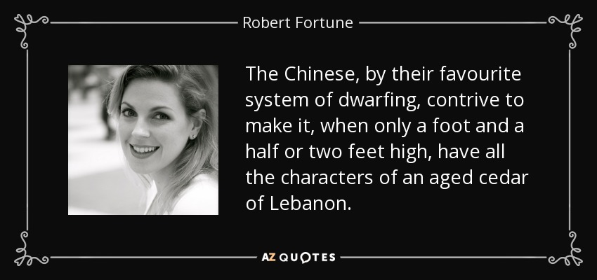 The Chinese, by their favourite system of dwarfing, contrive to make it, when only a foot and a half or two feet high, have all the characters of an aged cedar of Lebanon. - Robert Fortune