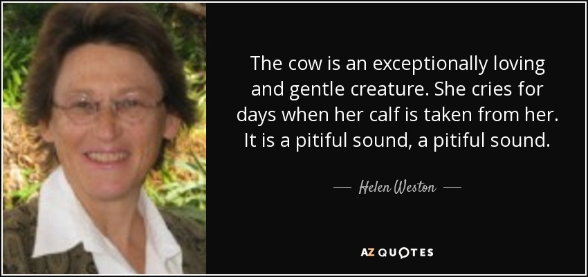 The cow is an exceptionally loving and gentle creature. She cries for days when her calf is taken from her. It is a pitiful sound, a pitiful sound. - Helen Weston