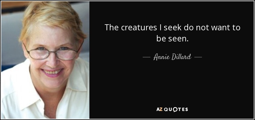 The creatures I seek do not want to be seen. - Annie Dillard