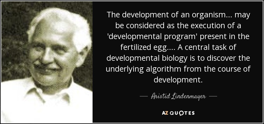 The development of an organism ... may be considered as the execution of a 'developmental program' present in the fertilized egg. ... A central task of developmental biology is to discover the underlying algorithm from the course of development. - Aristid Lindenmayer