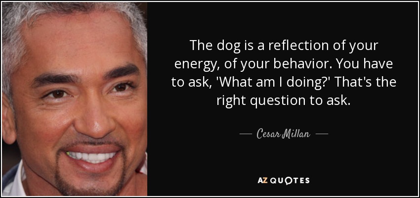 The dog is a reflection of your energy, of your behavior. You have to ask, 'What am I doing?' That's the right question to ask. - Cesar Millan