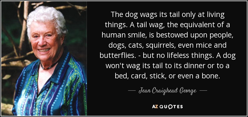 The dog wags its tail only at living things. A tail wag, the equivalent of a human smile, is bestowed upon people, dogs , cats, squirrels, even mice and butterflies. - but no lifeless things. A dog won't wag its tail to its dinner or to a bed, card, stick, or even a bone. - Jean Craighead George