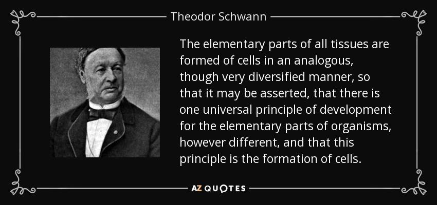 The elementary parts of all tissues are formed of cells in an analogous, though very diversified manner, so that it may be asserted, that there is one universal principle of development for the elementary parts of organisms, however different, and that this principle is the formation of cells. - Theodor Schwann