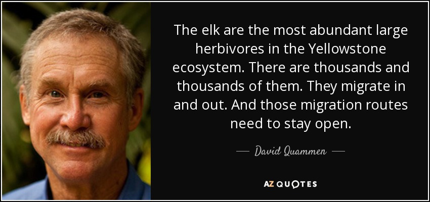 The elk are the most abundant large herbivores in the Yellowstone ecosystem. There are thousands and thousands of them. They migrate in and out. And those migration routes need to stay open. - David Quammen