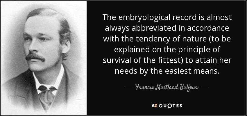 The embryological record is almost always abbreviated in accordance with the tendency of nature (to be explained on the principle of survival of the fittest) to attain her needs by the easiest means. - Francis Maitland Balfour