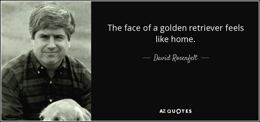 The face of a golden retriever feels like home. - David Rosenfelt