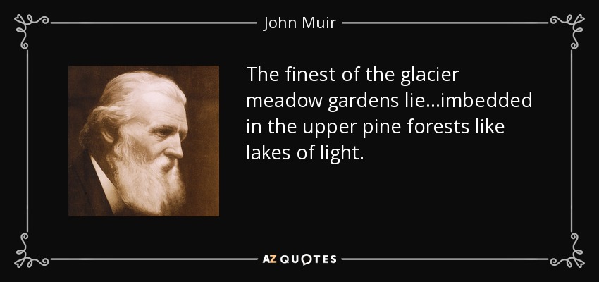 The finest of the glacier meadow gardens lie ...imbedded in the upper pine forests like lakes of light. - John Muir
