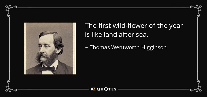 The first wild-flower of the year is like land after sea. - Thomas Wentworth Higginson