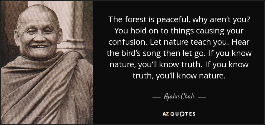 The forest is peaceful, why aren’t you? You hold on to things causing your confusion. Let nature teach you. Hear the bird’s song then let go. If you know nature, you’ll know truth. If you know truth, you’ll know nature. - Ajahn Chah