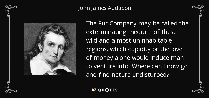 The Fur Company may be called the exterminating medium of these wild and almost uninhabitable regions, which cupidity or the love of money alone would induce man to venture into. Where can I now go and find nature undisturbed? - John James Audubon
