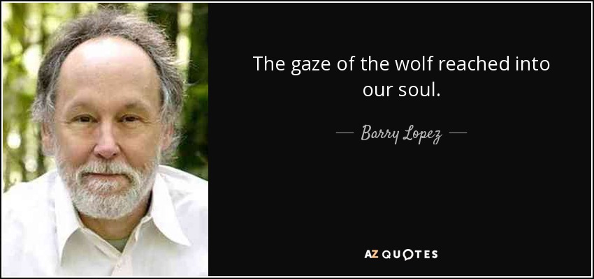 The gaze of the wolf reached into our soul. - Barry Lopez