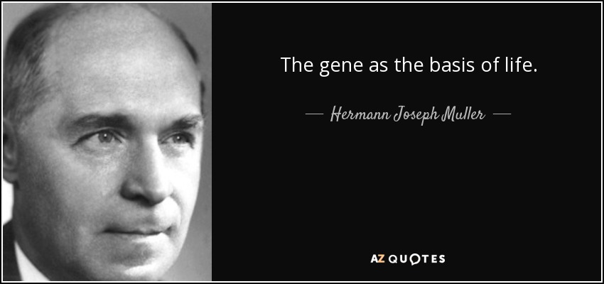 The gene as the basis of life. - Hermann Joseph Muller