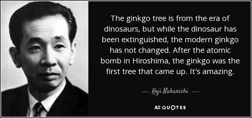 The ginkgo tree is from the era of dinosaurs, but while the dinosaur has been extinguished, the modern ginkgo has not changed. After the atomic bomb in Hiroshima, the ginkgo was the first tree that came up. It's amazing. - Koji Nakanishi