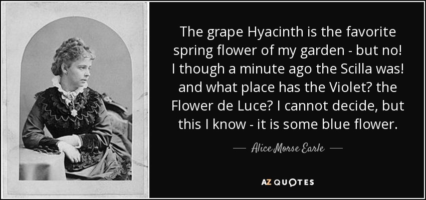 The grape Hyacinth is the favorite spring flower of my garden - but no! I though a minute ago the Scilla was! and what place has the Violet? the Flower de Luce? I cannot decide, but this I know - it is some blue flower. - Alice Morse Earle