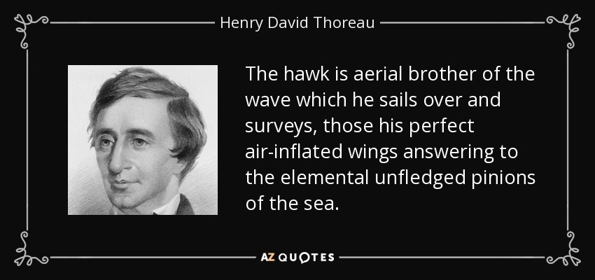 The hawk is aerial brother of the wave which he sails over and surveys, those his perfect air-inflated wings answering to the elemental unfledged pinions of the sea. - Henry David Thoreau