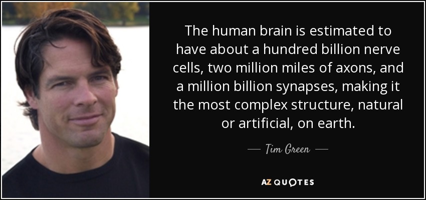 The human brain is estimated to have about a hundred billion nerve cells, two million miles of axons, and a million billion synapses, making it the most complex structure, natural or artificial, on earth. - Tim Green