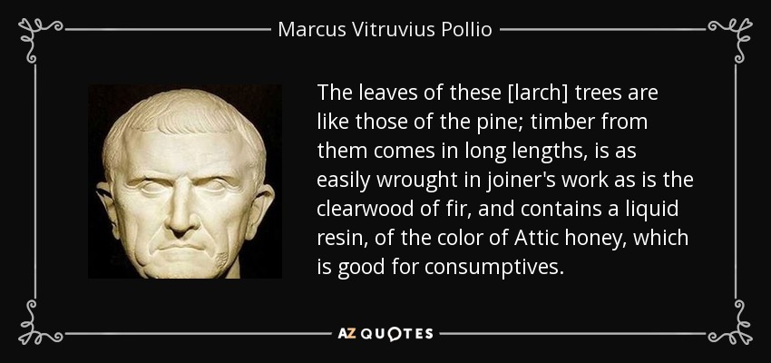 The leaves of these [larch] trees are like those of the pine; timber from them comes in long lengths, is as easily wrought in joiner's work as is the clearwood of fir, and contains a liquid resin, of the color of Attic honey, which is good for consumptives. - Marcus Vitruvius Pollio
