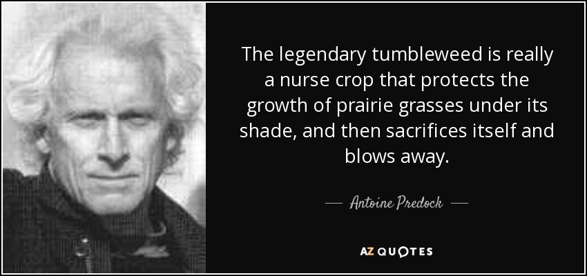 The legendary tumbleweed is really a nurse crop that protects the growth of prairie grasses under its shade, and then sacrifices itself and blows away. - Antoine Predock