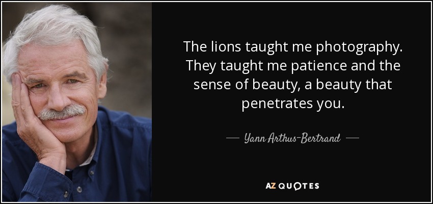The lions taught me photography. They taught me patience and the sense of beauty, a beauty that penetrates you. - Yann Arthus-Bertrand