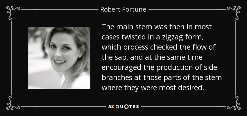 The main stem was then in most cases twisted in a zigzag form, which process checked the flow of the sap, and at the same time encouraged the production of side branches at those parts of the stem where they were most desired. - Robert Fortune