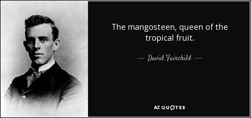 The mangosteen, queen of the tropical fruit. - David Fairchild