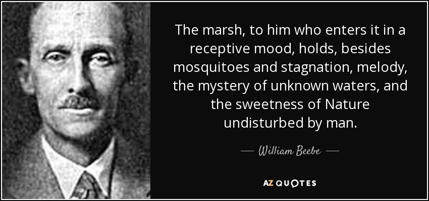 The marsh, to him who enters it in a receptive mood, holds, besides mosquitoes and stagnation, melody, the mystery of unknown waters, and the sweetness of Nature undisturbed by man. - William Beebe