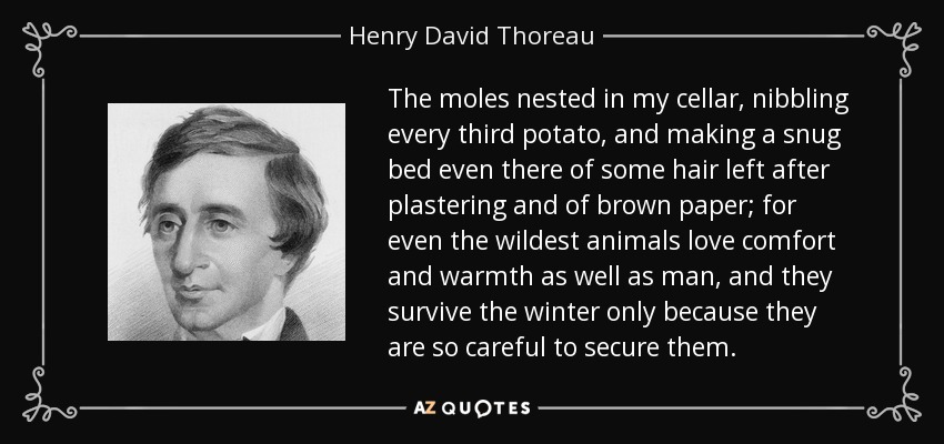 The moles nested in my cellar, nibbling every third potato, and making a snug bed even there of some hair left after plastering and of brown paper; for even the wildest animals love comfort and warmth as well as man, and they survive the winter only because they are so careful to secure them. - Henry David Thoreau