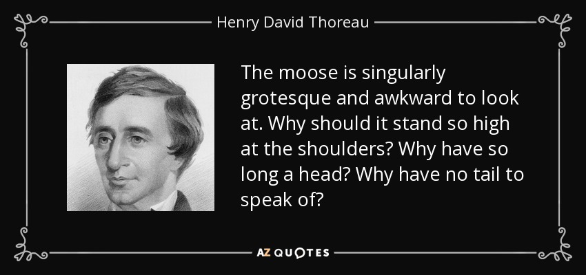 The moose is singularly grotesque and awkward to look at. Why should it stand so high at the shoulders? Why have so long a head? Why have no tail to speak of? - Henry David Thoreau