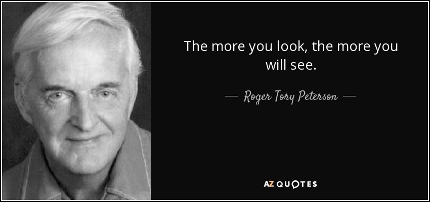 The more you look, the more you will see. - Roger Tory Peterson