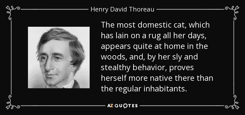 The most domestic cat, which has lain on a rug all her days, appears quite at home in the woods, and, by her sly and stealthy behavior, proves herself more native there than the regular inhabitants. - Henry David Thoreau