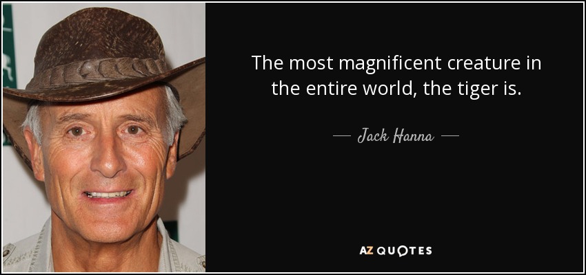 The most magnificent creature in the entire world, the tiger is. - Jack Hanna