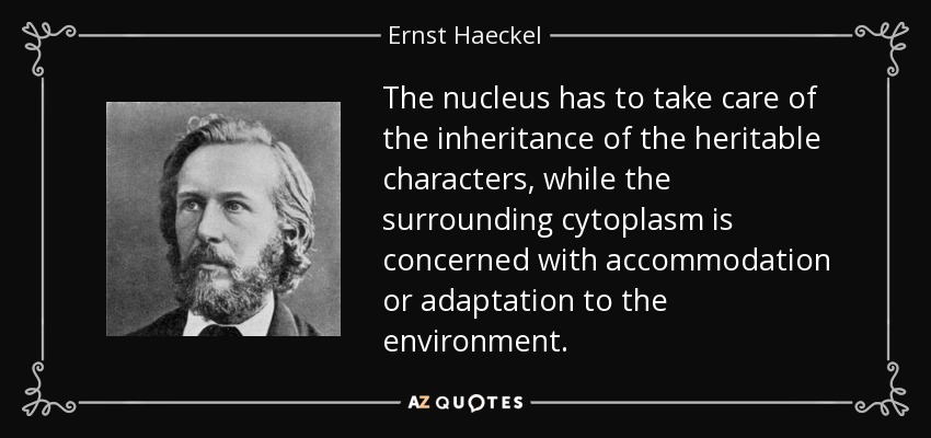 The nucleus has to take care of the inheritance of the heritable characters, while the surrounding cytoplasm is concerned with accommodation or adaptation to the environment. - Ernst Haeckel