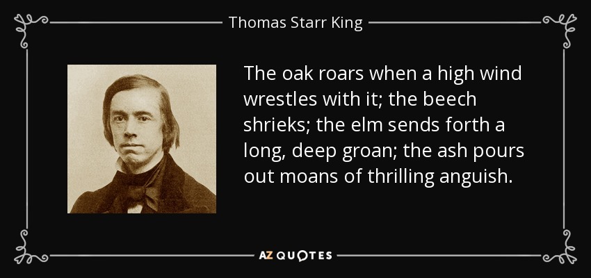 The oak roars when a high wind wrestles with it; the beech shrieks; the elm sends forth a long, deep groan; the ash pours out moans of thrilling anguish. - Thomas Starr King