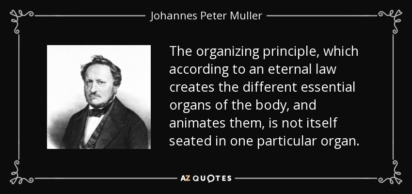 The organizing principle, which according to an eternal law creates the different essential organs of the body, and animates them, is not itself seated in one particular organ. - Johannes Peter Muller