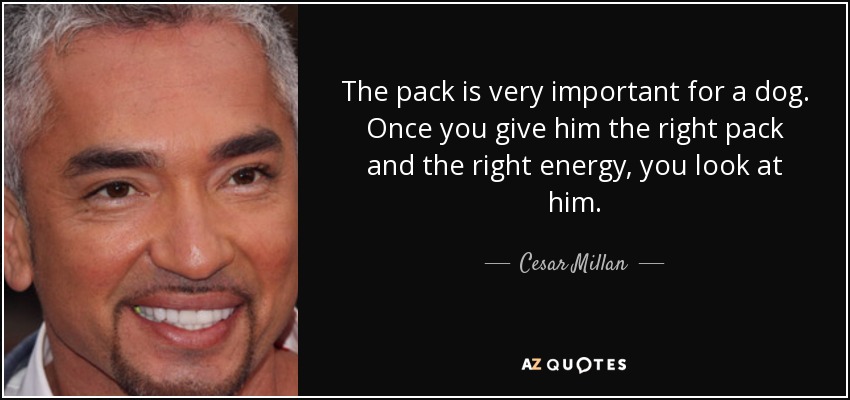 The pack is very important for a dog. Once you give him the right pack and the right energy, you look at him. - Cesar Millan