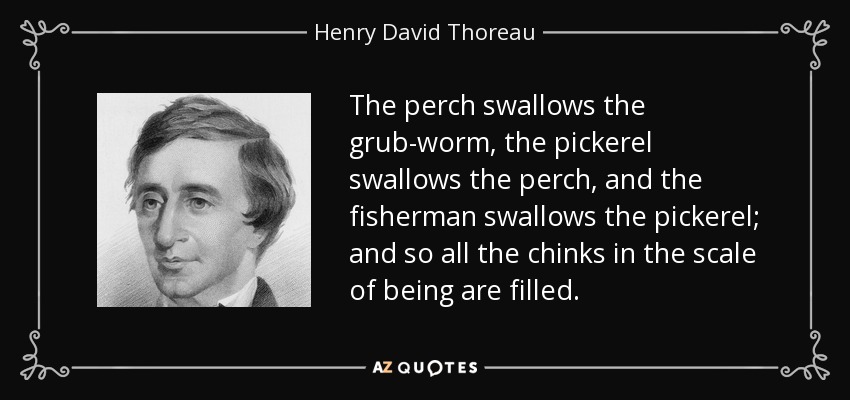 The perch swallows the grub-worm, the pickerel swallows the perch, and the fisherman swallows the pickerel; and so all the chinks in the scale of being are filled. - Henry David Thoreau