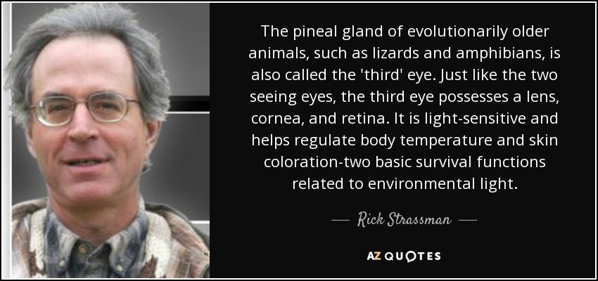 The pineal gland of evolutionarily older animals, such as lizards and amphibians, is also called the 'third' eye. Just like the two seeing eyes, the third eye possesses a lens, cornea, and retina. It is light-sensitive and helps regulate body temperature and skin coloration-two basic survival functions related to environmental light. - Rick Strassman