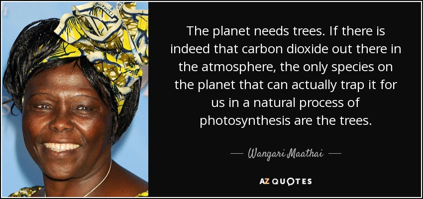 The planet needs trees. If there is indeed that carbon dioxide out there in the atmosphere, the only species on the planet that can actually trap it for us in a natural process of photosynthesis are the trees. - Wangari Maathai